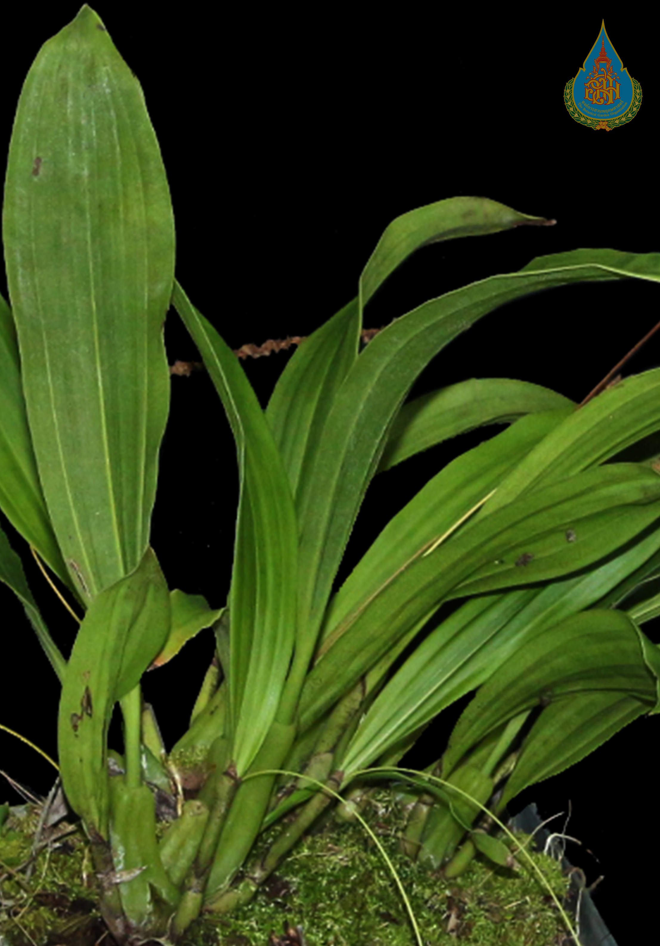 เอื้องสายสร้อยน้อย Pholidota pallida Lindl.<br/>ORCHIDACEAE